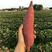 西瓜红原种脱毒苗，普薯32苗，红薯苗，板栗薯苗基地直供