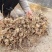 康爱草6号F1芦笋苗火爆大卖中，现挖现发，成活率高