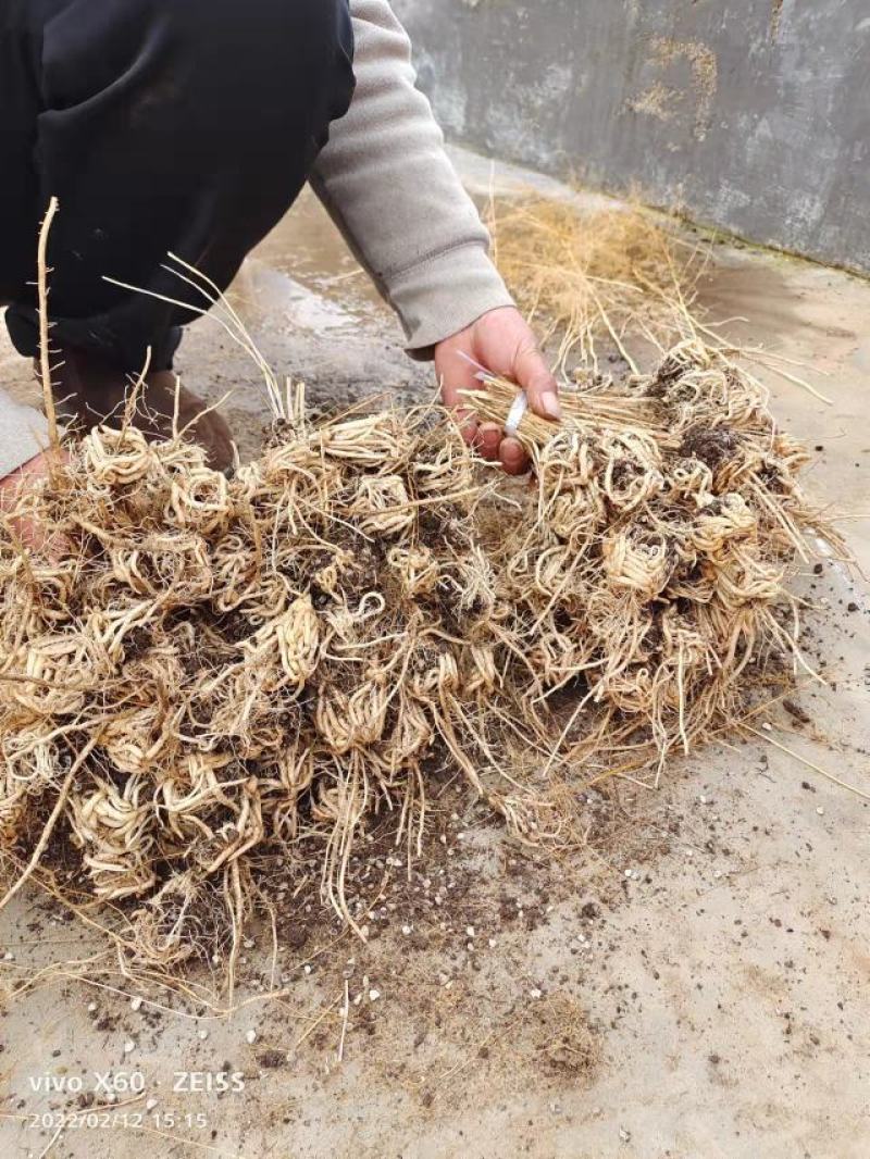 康爱草6号F1芦笋苗火爆大卖中，现挖现发，成活率高