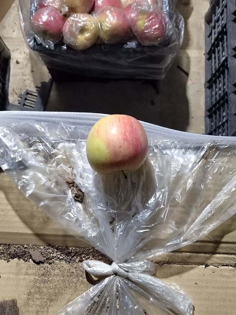 【热卖】山东红富士，库存膜袋苹果75#通货，产地直发