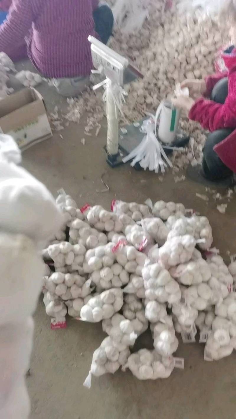 常年代收代存紫皮金乡大蒜大量供应国内外各大市场