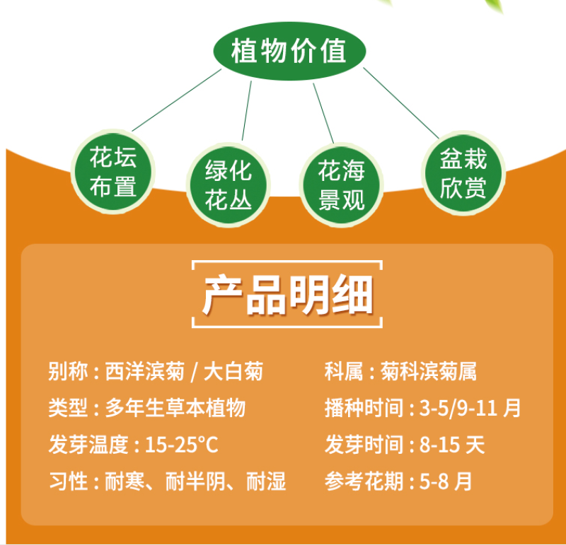 大滨菊种子西洋滨菊多年生宿根花卉阳台庭院盆栽景观花海