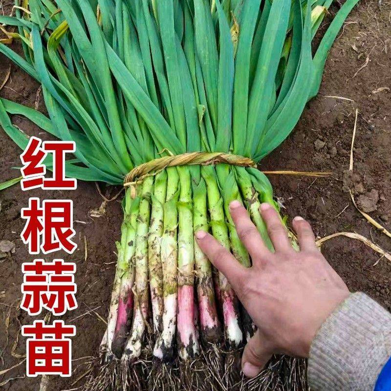 农家红皮蒜苗鲜嫩爽口产地直发蒜香味浓精品红跟蒜苗