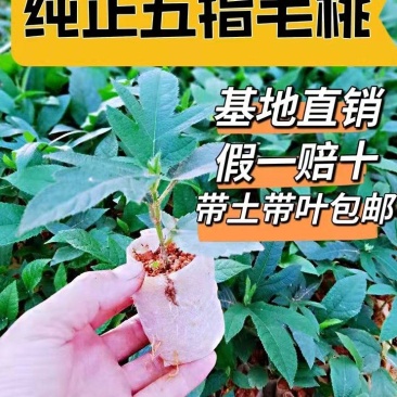 纯正五指毛桃苗中药材果苗一年四季适合南北方种植