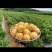 云南七彩人参果反季人参果皮薄肉厚甜度高爆汁