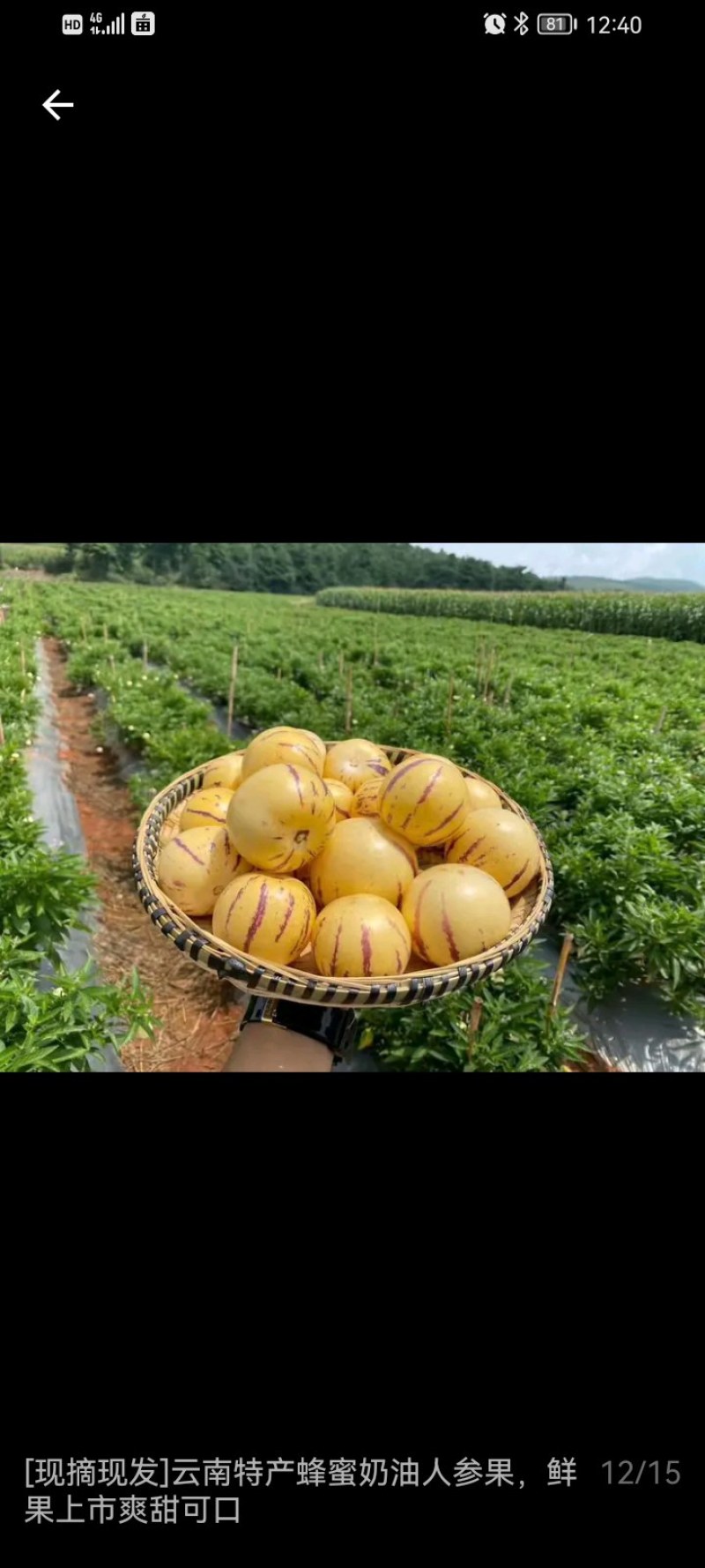 云南七彩人参果反季人参果皮薄肉厚甜度高爆汁