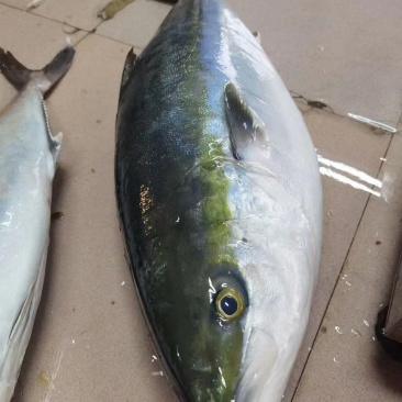 日本油甘
