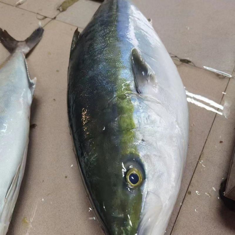 日本油甘