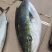 日本油甘