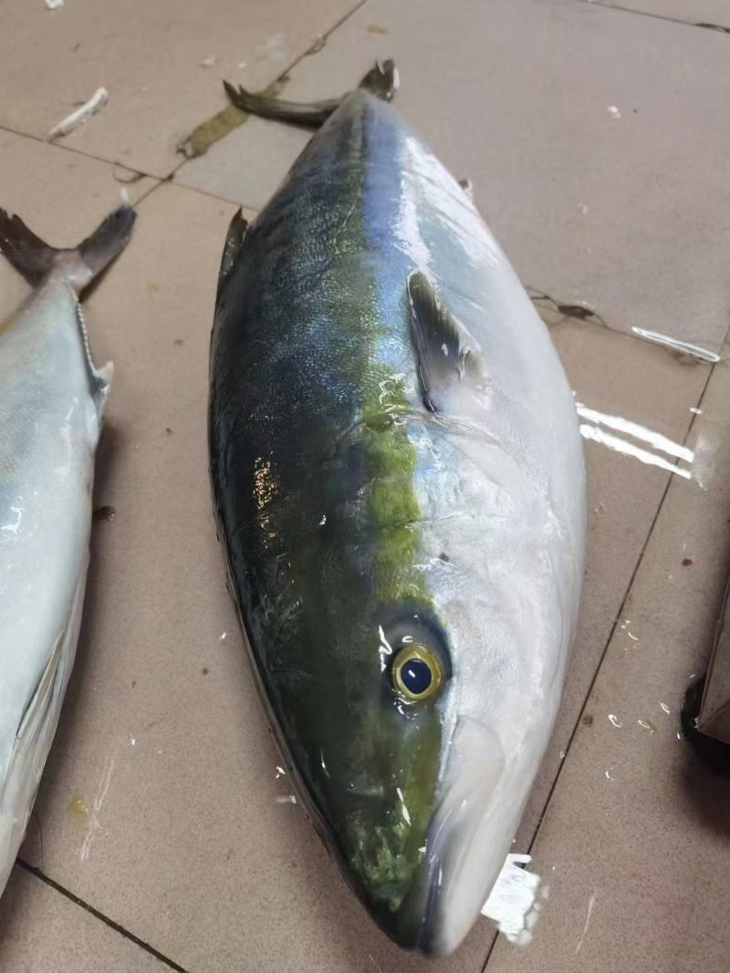 日本油甘