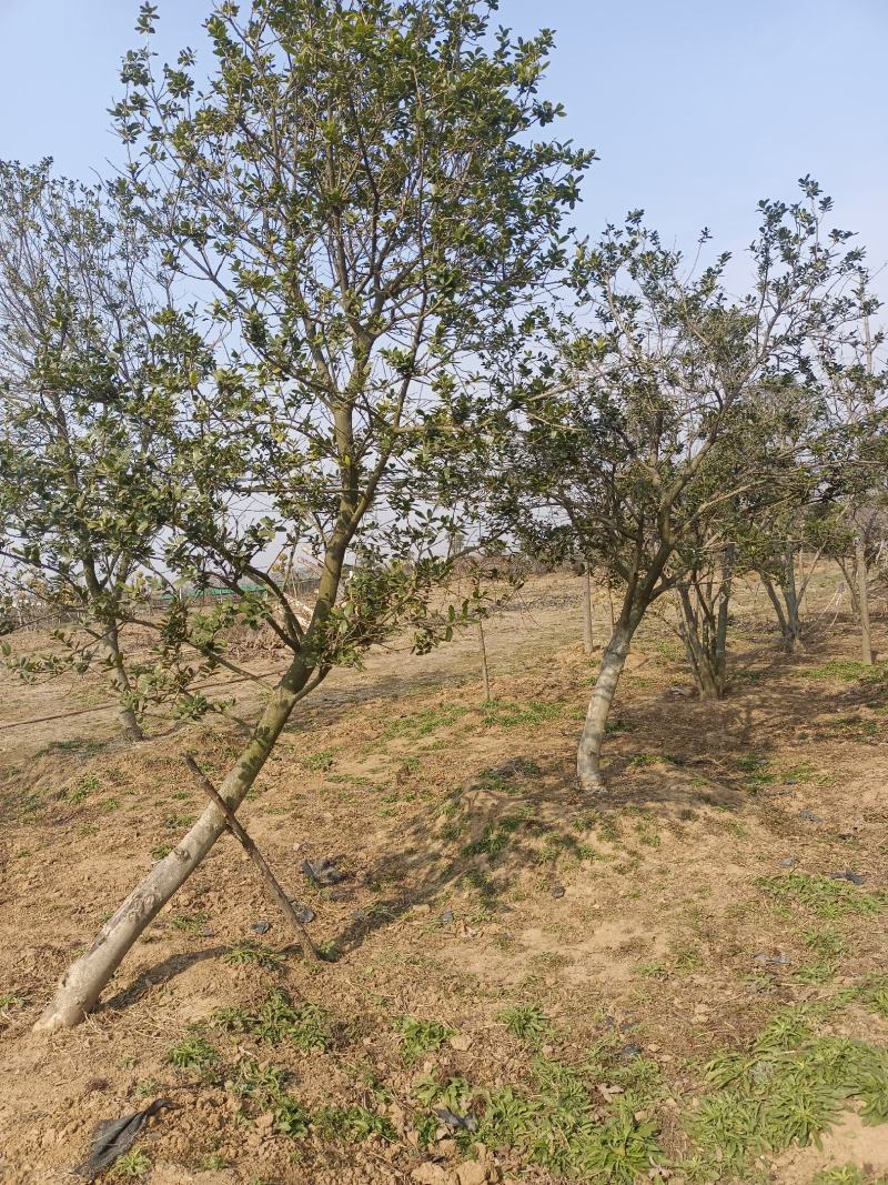无刺枸骨原生移栽大树