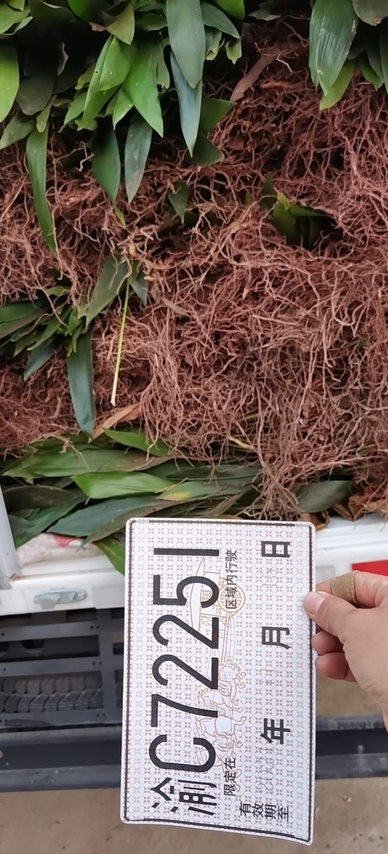 一叶兰，一叶兰盆花，一叶兰盆景，一叶兰供应，蜘蛛抱蛋