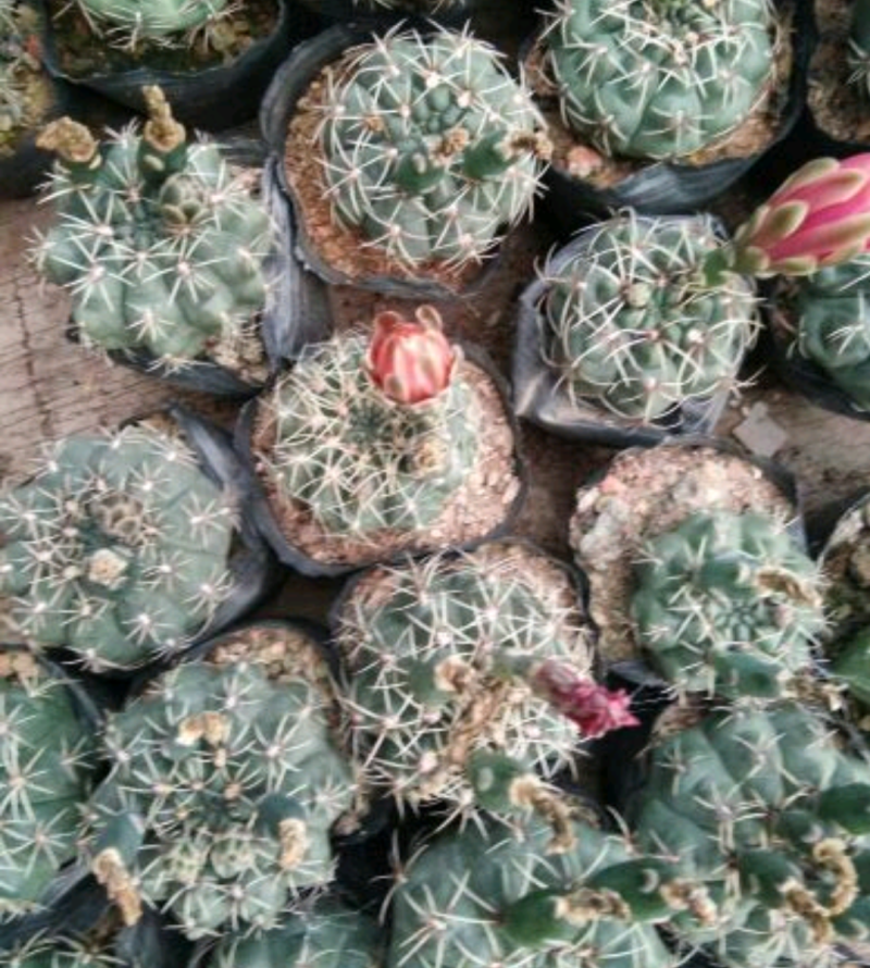 福建省龙海市九湖镇，菲花玉有24装，35装，40装，