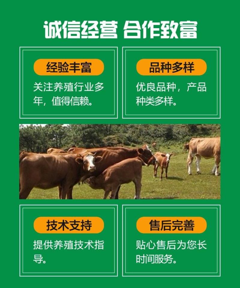 育肥牛犊，改良肉牛犊，黄牛犊，厂家直销，价格优惠欢迎联系