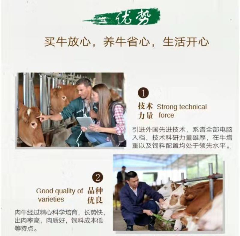 育肥牛犊，改良肉牛犊，黄牛犊，厂家直销，价格优惠欢迎联系