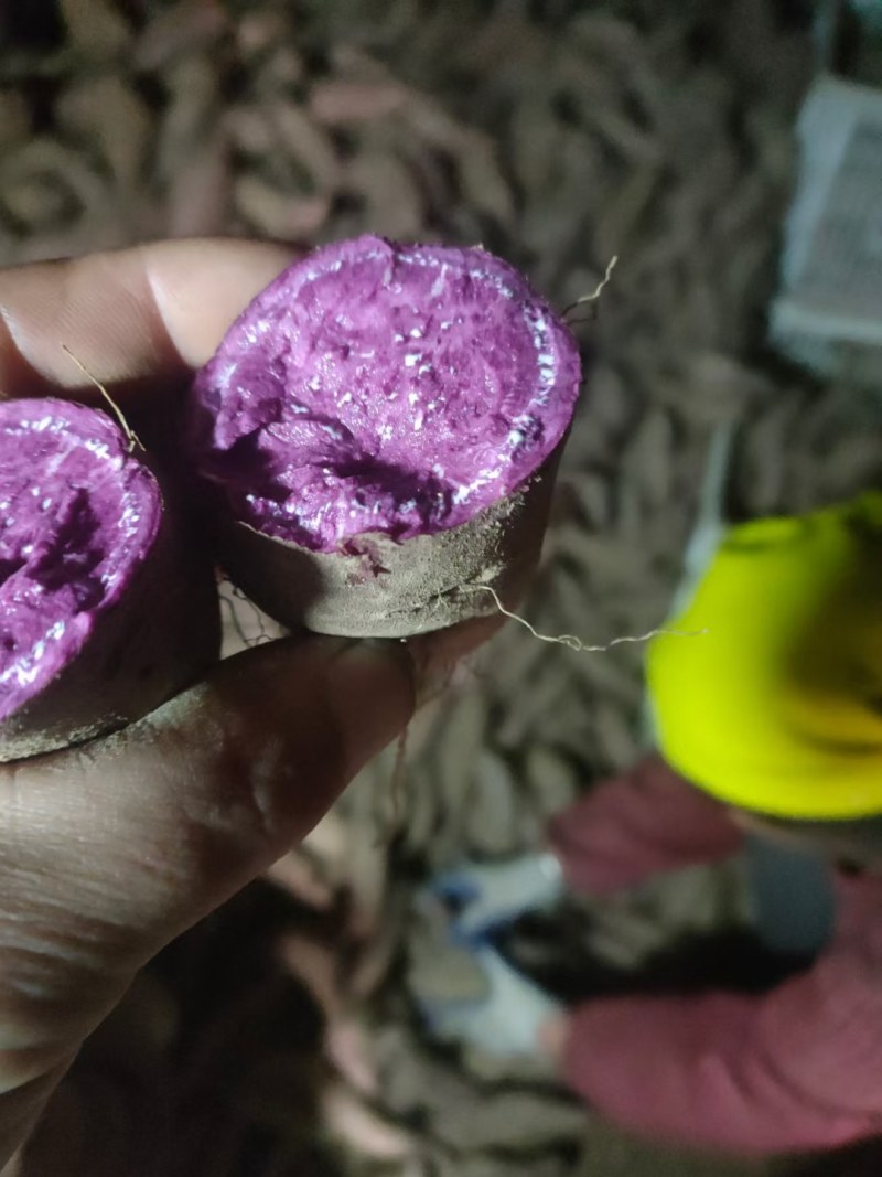 山东日照红薯产地西瓜红，紫薯，蜜薯等，全国发货质量有保证