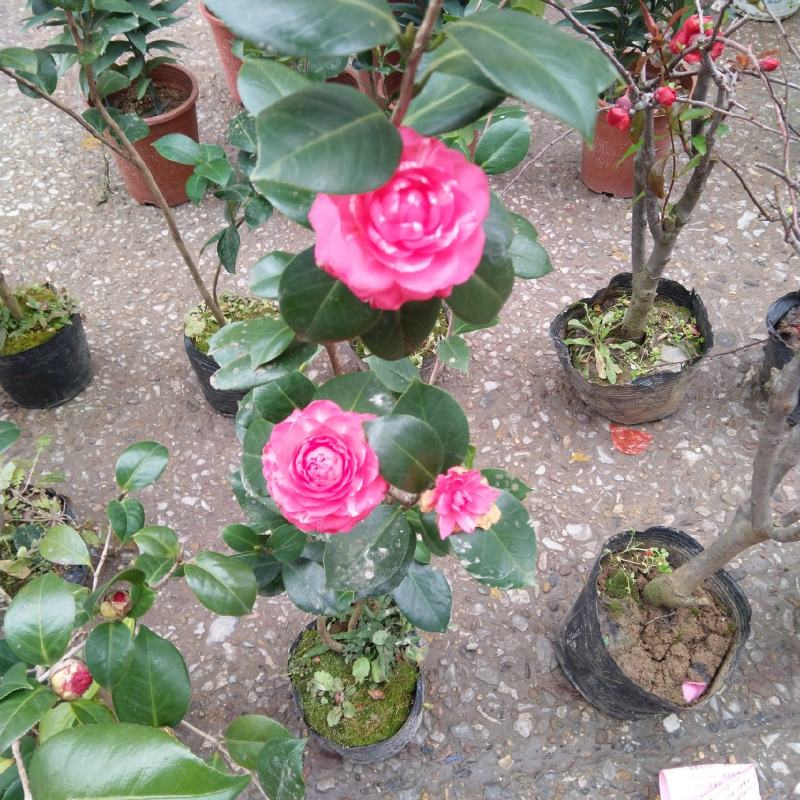 苗场直供茶花苗，红露珍茶花苗，赤丹茶花苗，红花赤丹苗。