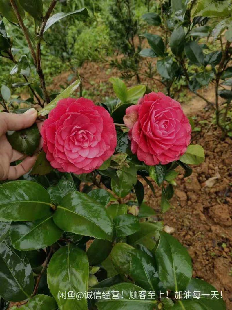 苗场直供茶花苗，红露珍茶花苗，赤丹茶花苗，红花赤丹苗。