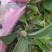苗场直供茶花苗，红露珍茶花苗，赤丹茶花苗，红花赤丹苗。