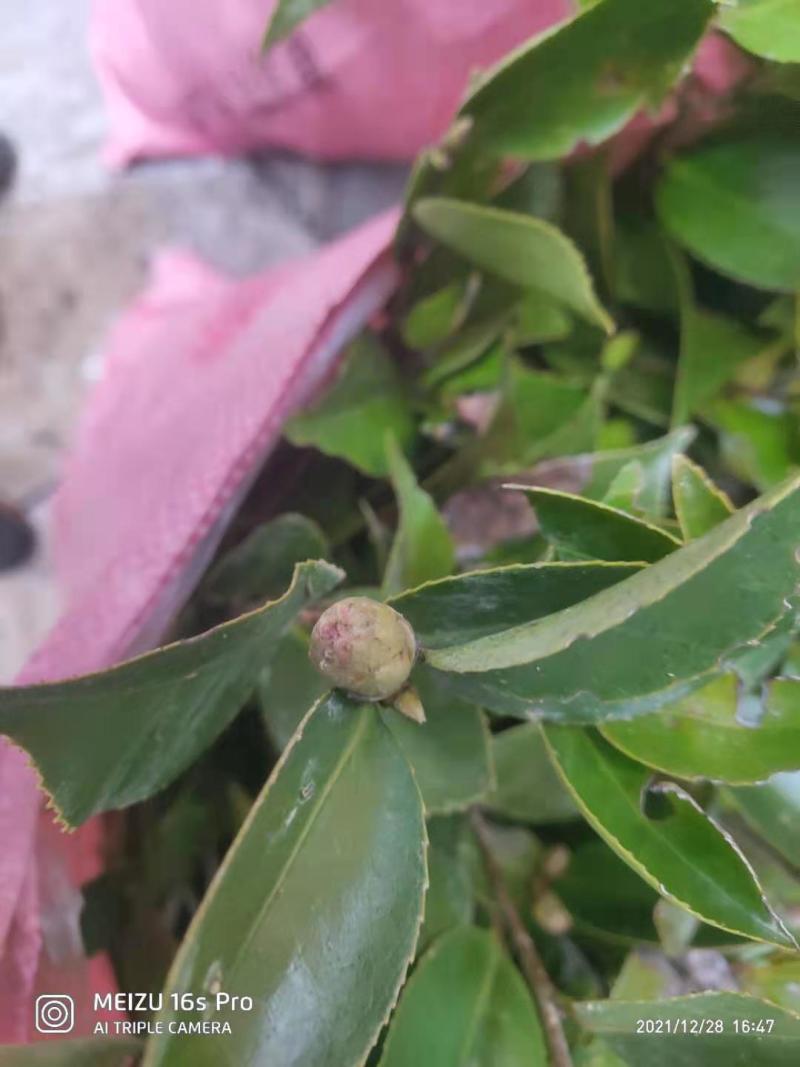 苗场直供茶花苗，红露珍茶花苗，赤丹茶花苗，红花赤丹苗。