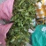 苗场直供茶花苗，红露珍茶花苗，赤丹茶花苗，红花赤丹苗。