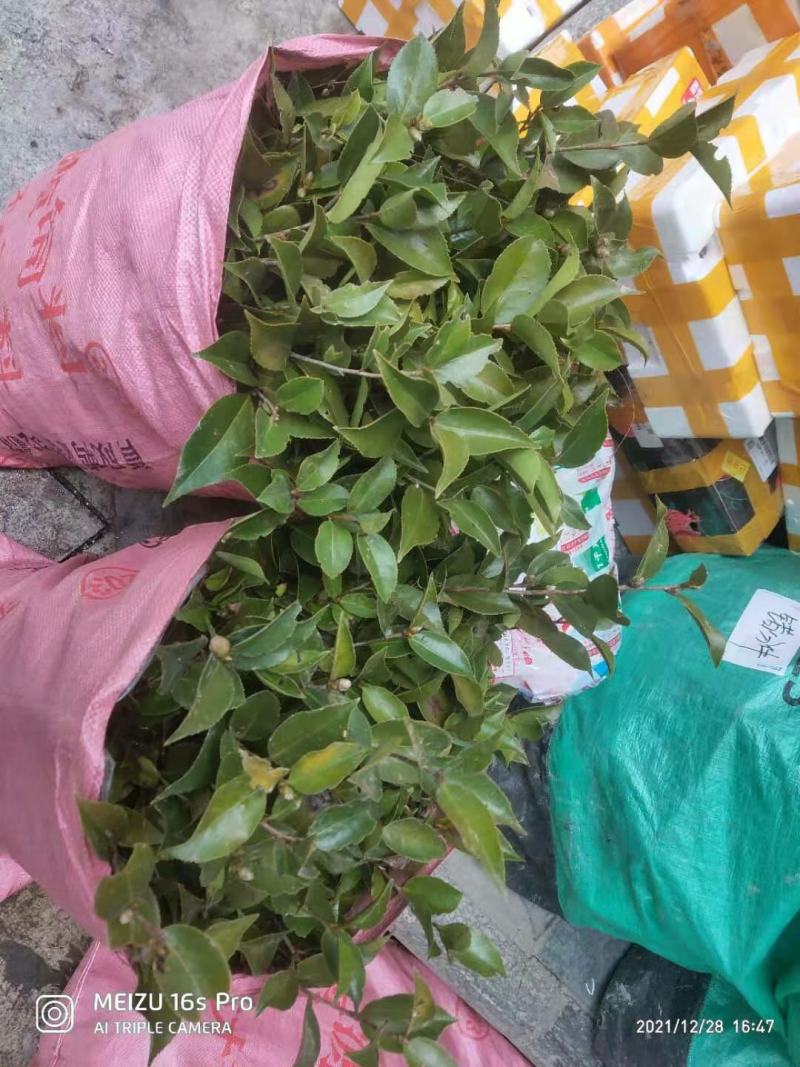 苗场直供茶花苗，红露珍茶花苗，赤丹茶花苗，红花赤丹苗。
