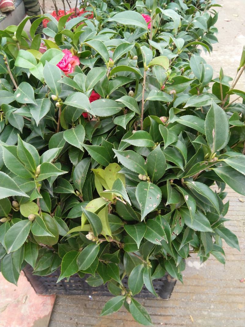 苗场直供茶花苗，红露珍茶花苗，赤丹茶花苗，红花赤丹苗。