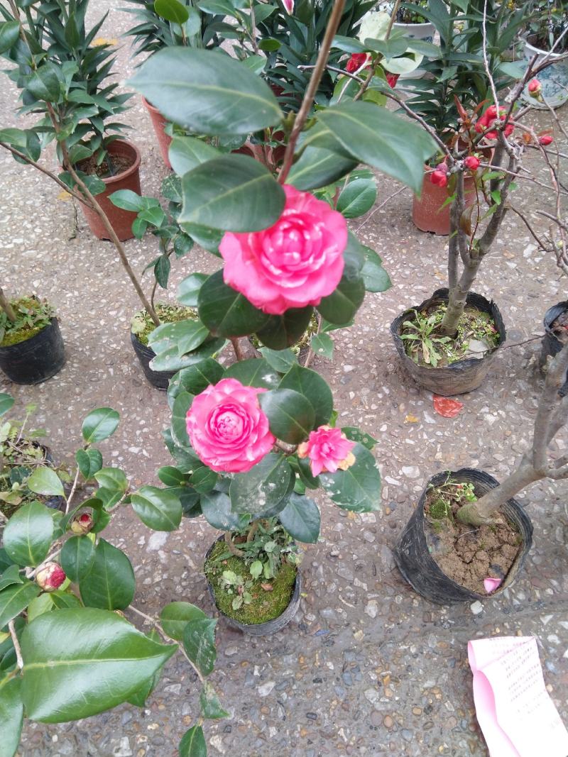 苗场直供茶花苗，红露珍茶花苗，赤丹茶花苗，红花赤丹苗。