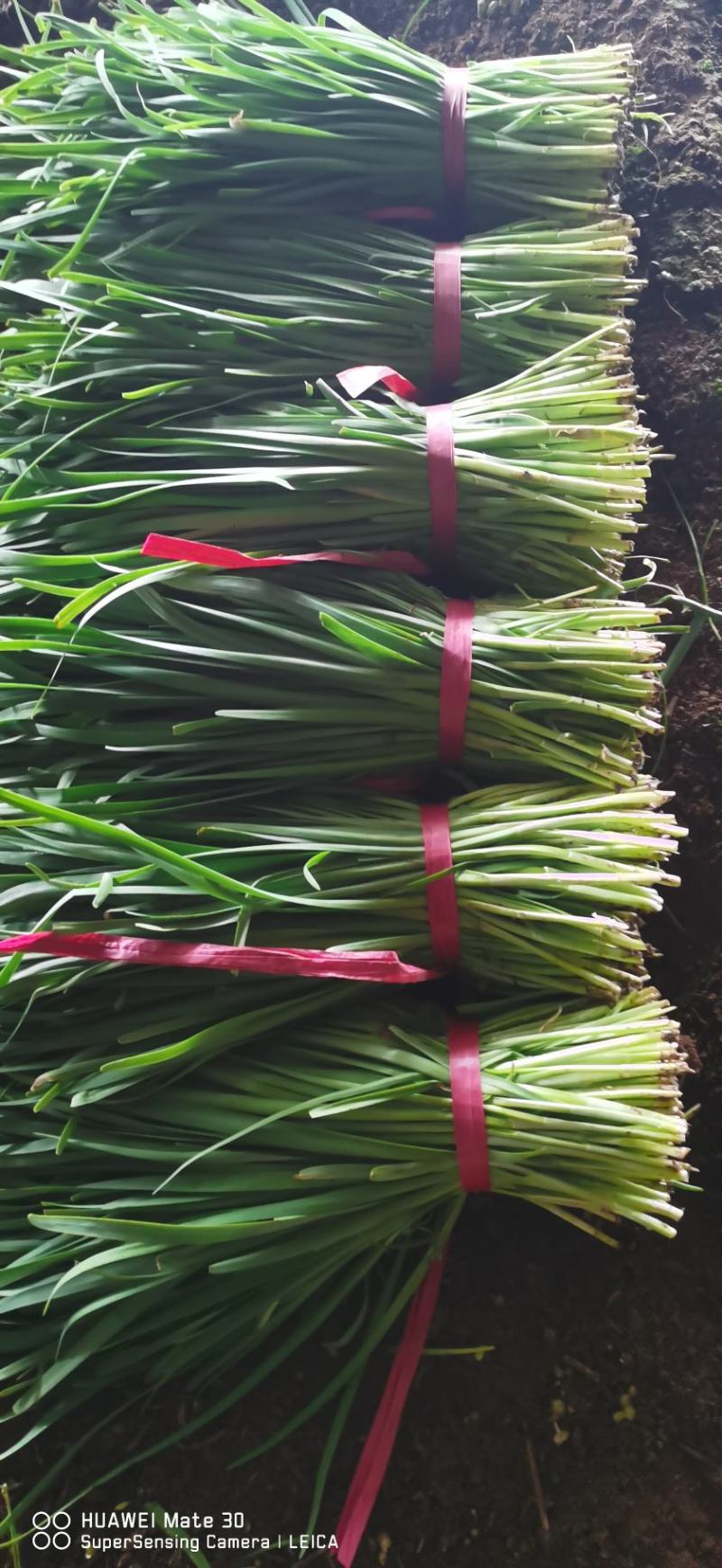辽宁锦州凌海韭菜，大量供应二刀韭菜，各个市场老板有需要可
