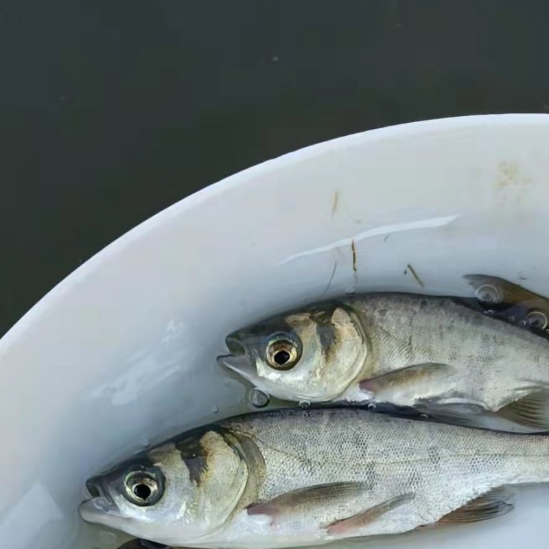 大头鱼苗花鲢鱼苗鲢鳙鱼苗各种规格齐全