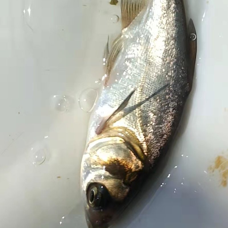 大头鱼苗花鲢鱼苗鲢鳙鱼苗各种规格齐全