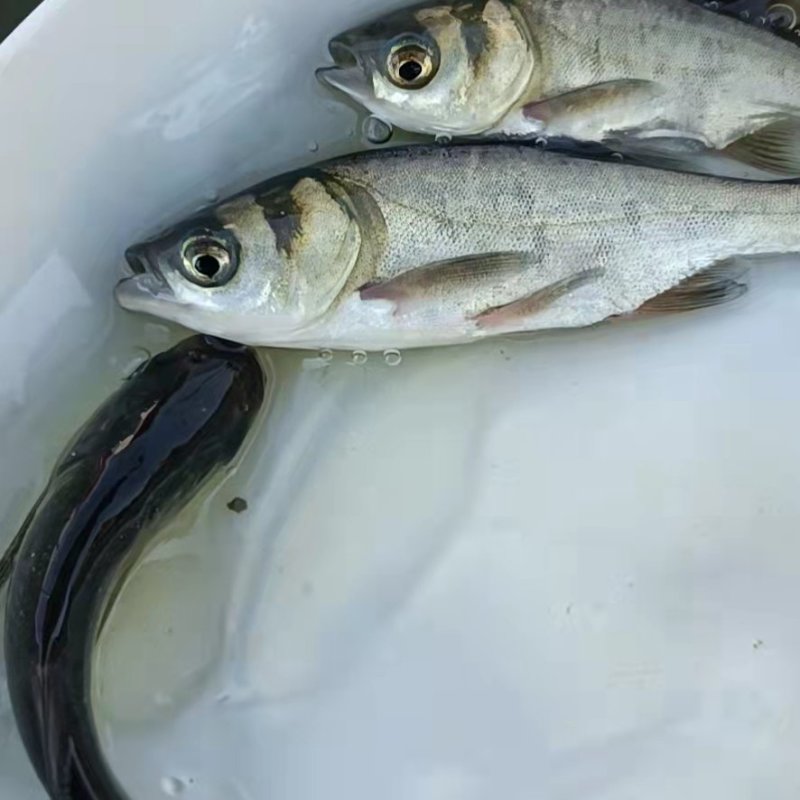 大头鱼苗花鲢鱼苗鲢鳙鱼苗各种规格齐全