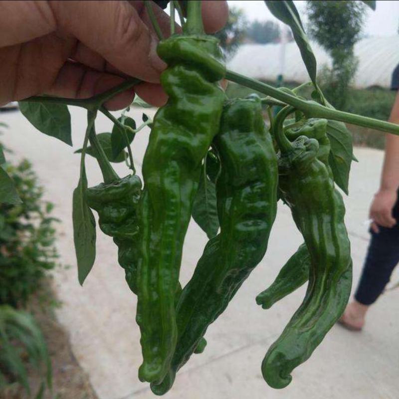 皱皮椒苗新秀辣椒苗，皮薄口感好，辣味重，免费技术指导包邮
