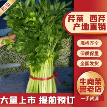 精品芹菜，商超和出口贸易直供优选，证明齐全。