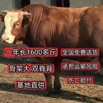 活牛肉牛犊小牛苗四元杂交牛大型种牛场直销包成活