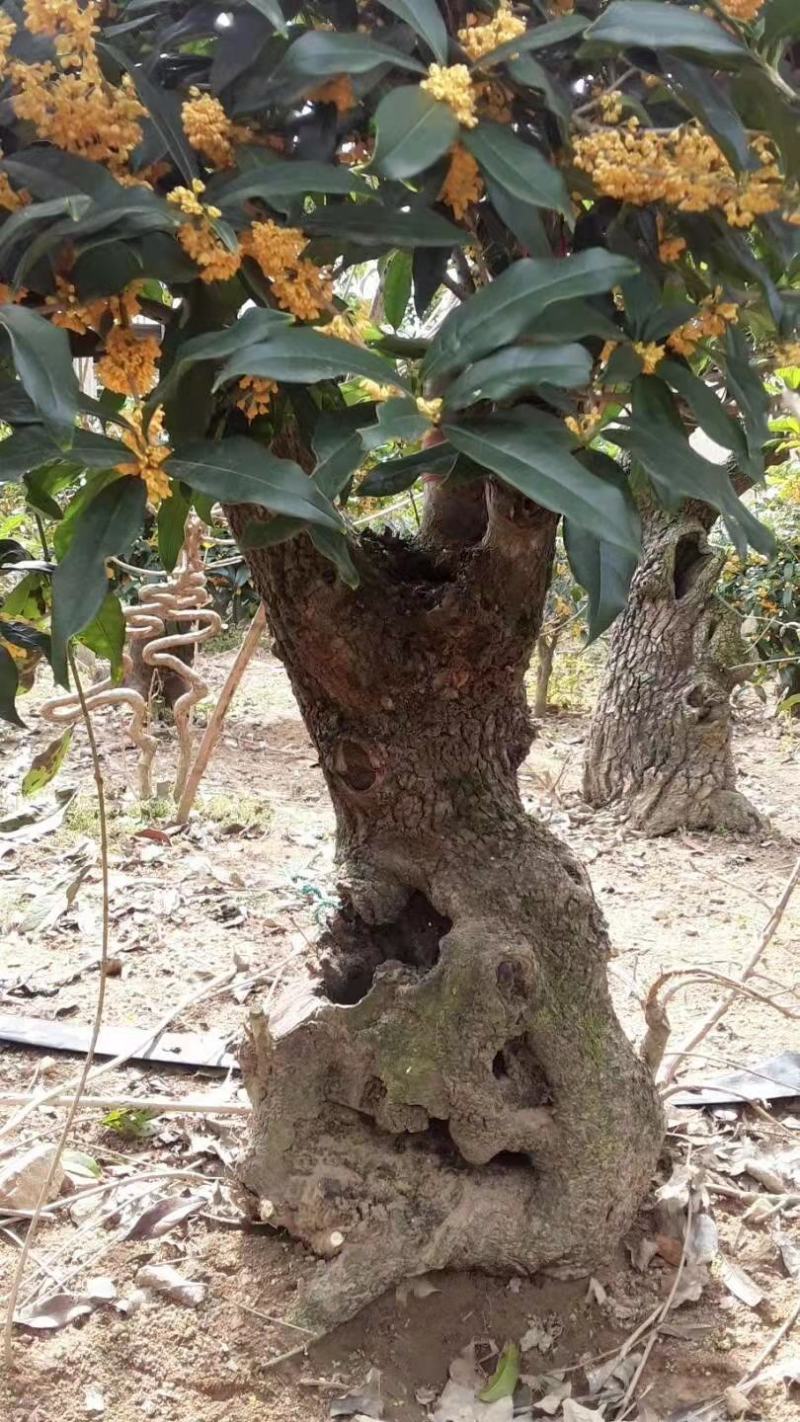 山东三十年古桩老金桂枝繁叶茂桂馥兰馨品质保证货源充足