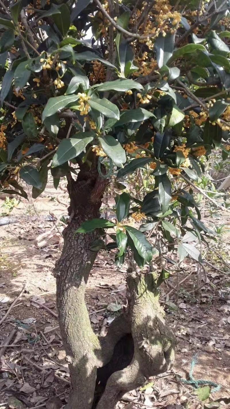 山东三十年古桩老金桂枝繁叶茂桂馥兰馨品质保证货源充足