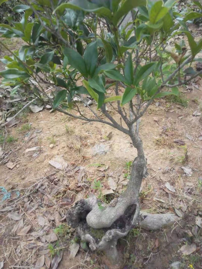 山东三十年古桩老金桂枝繁叶茂桂馥兰馨品质保证货源充足