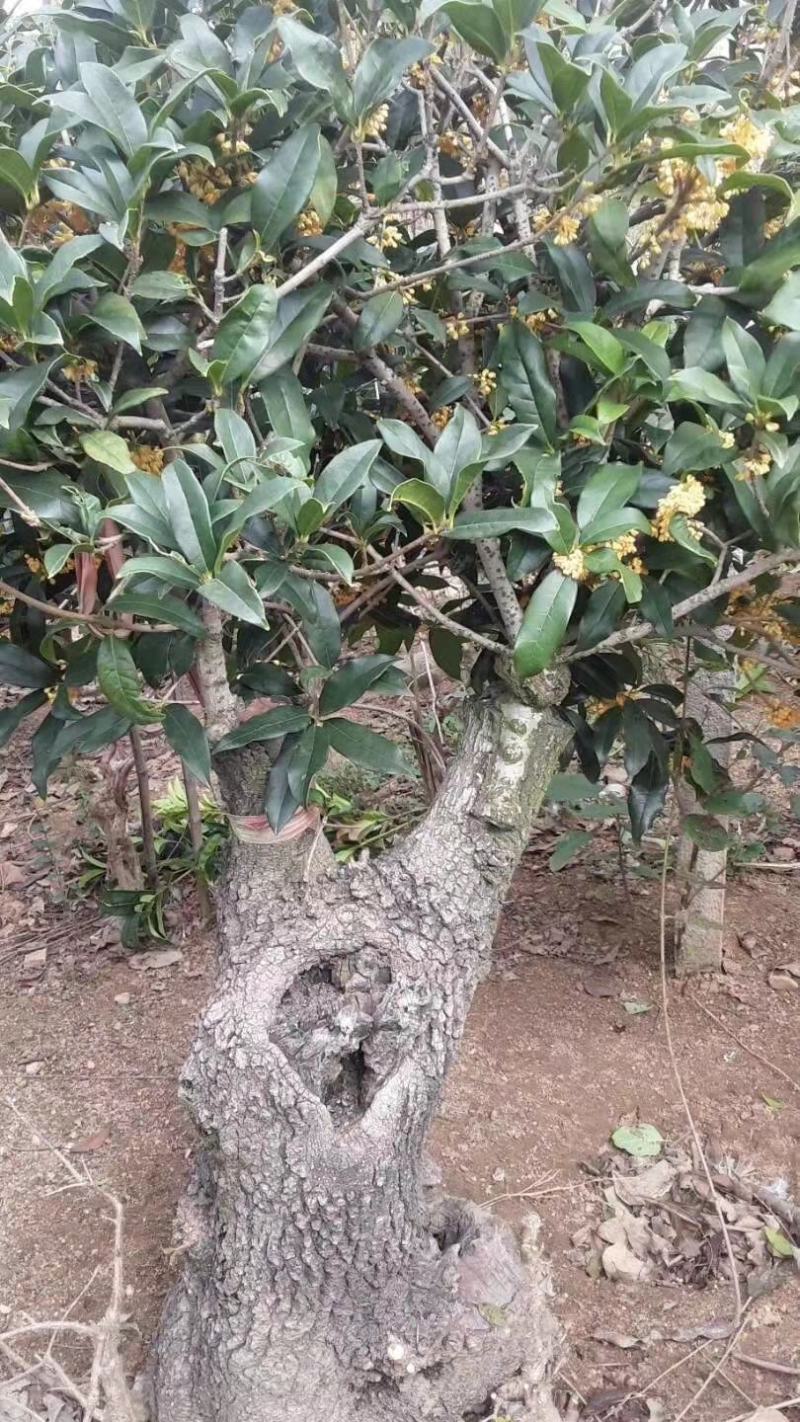 山东三十年古桩老金桂枝繁叶茂桂馥兰馨品质保证货源充足
