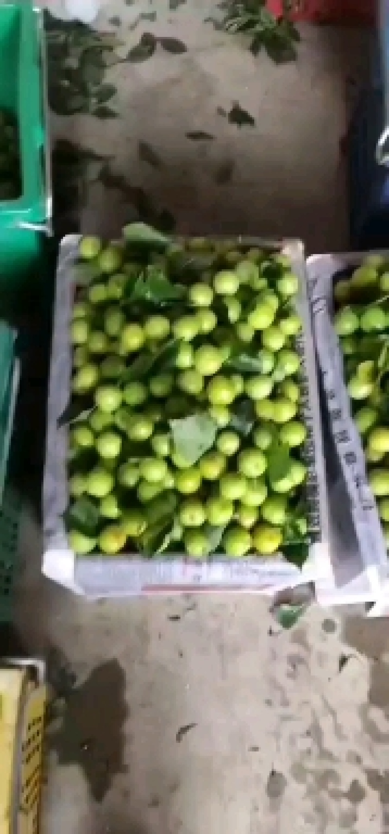 李子，一手货源，上市了，欢迎订购，支持一件代发。