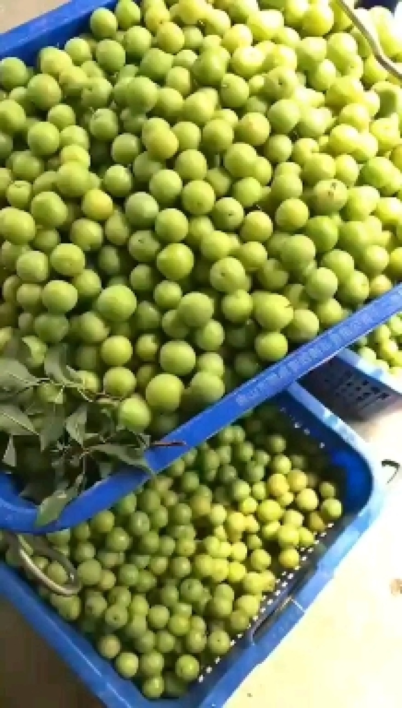 李子，一手货源，上市了，欢迎订购，支持一件代发。