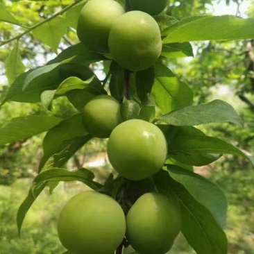 李子，一手货源，上市了，欢迎订购，支持一件代发。