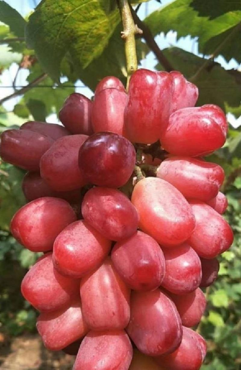 【优选商家】浪漫红颜葡萄苗，当年结果，保纯度，基地直销