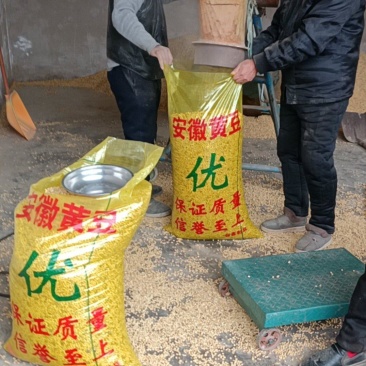 安徽省黄豆