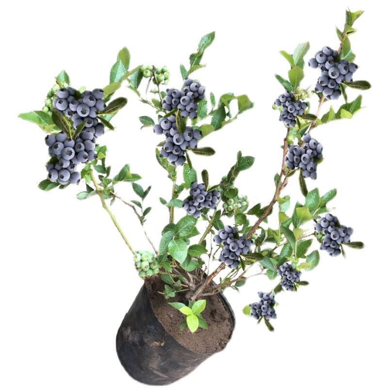 蓝莓树苗南北方种植盆栽地栽水果树苗四季阳台种植当年结果