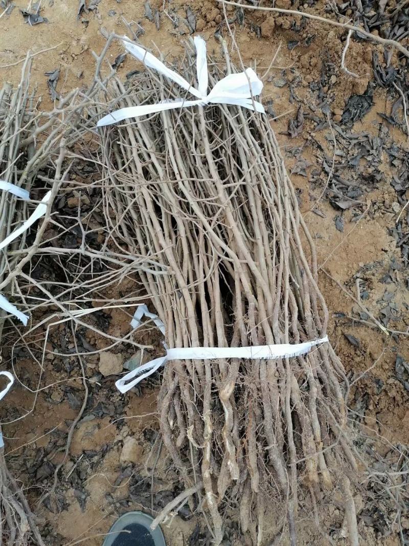 杜梨苗1m以下30~50cm苗圃直发货量大成活率高