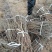 杜梨苗1m以下30~50cm苗圃直发货量大成活率高