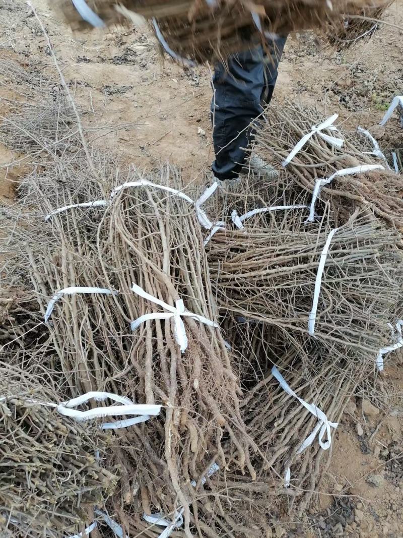杜梨苗1m以下30~50cm苗圃直发货量大成活率高
