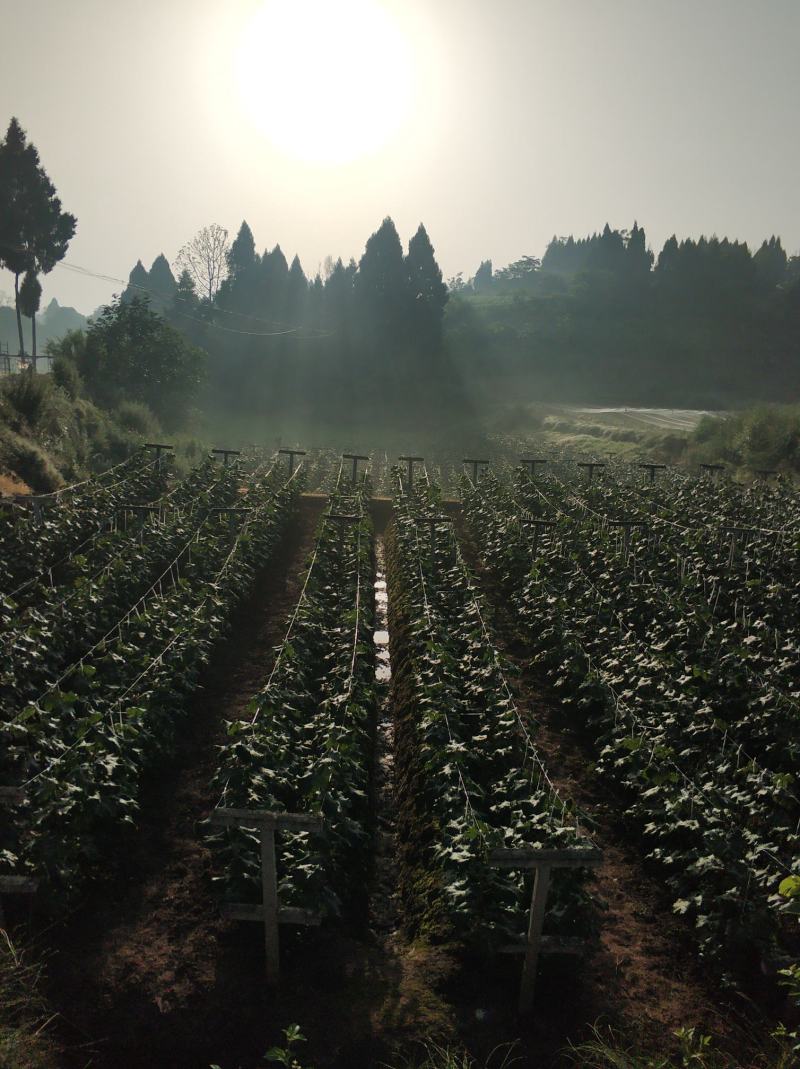 浪漫红颜葡萄苗当年挂果水果苗木专业基地直销顺丰包邮