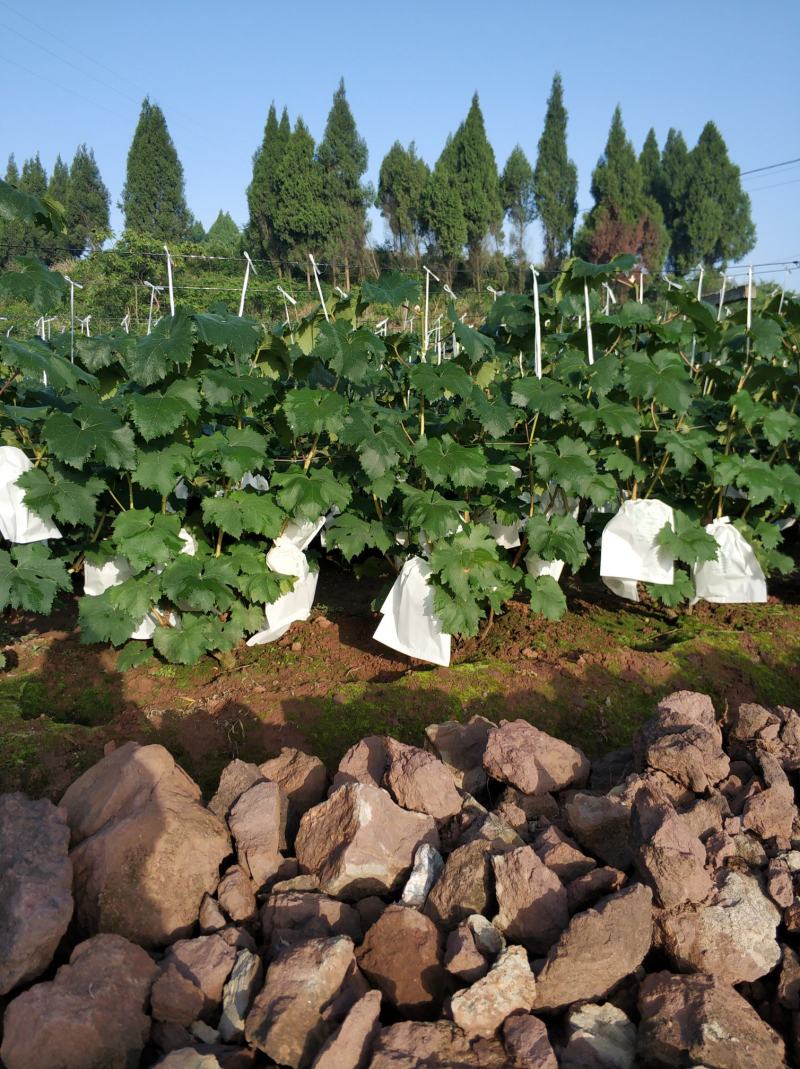 浪漫红颜葡萄苗当年挂果水果苗木专业基地直销顺丰包邮